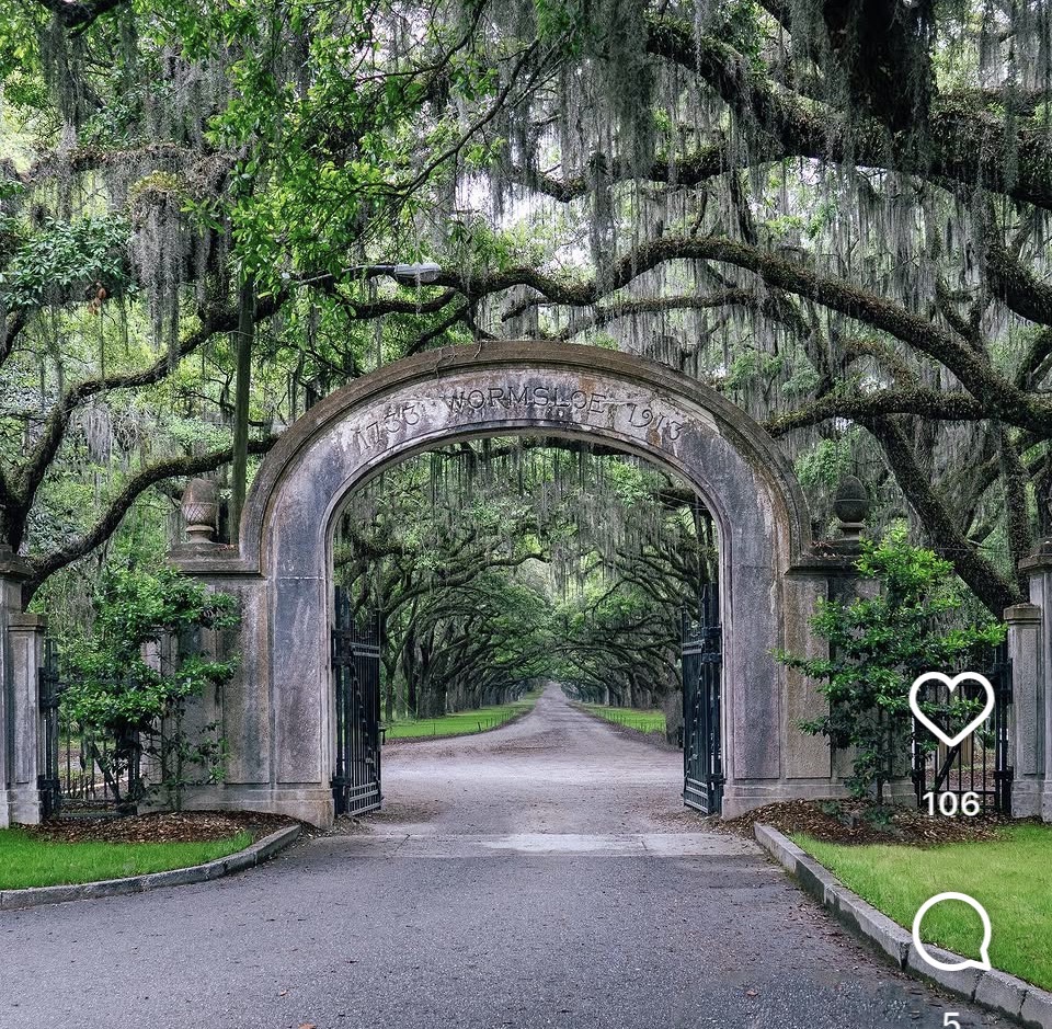 Wormsloe Historic Site oak avenue, Savannah