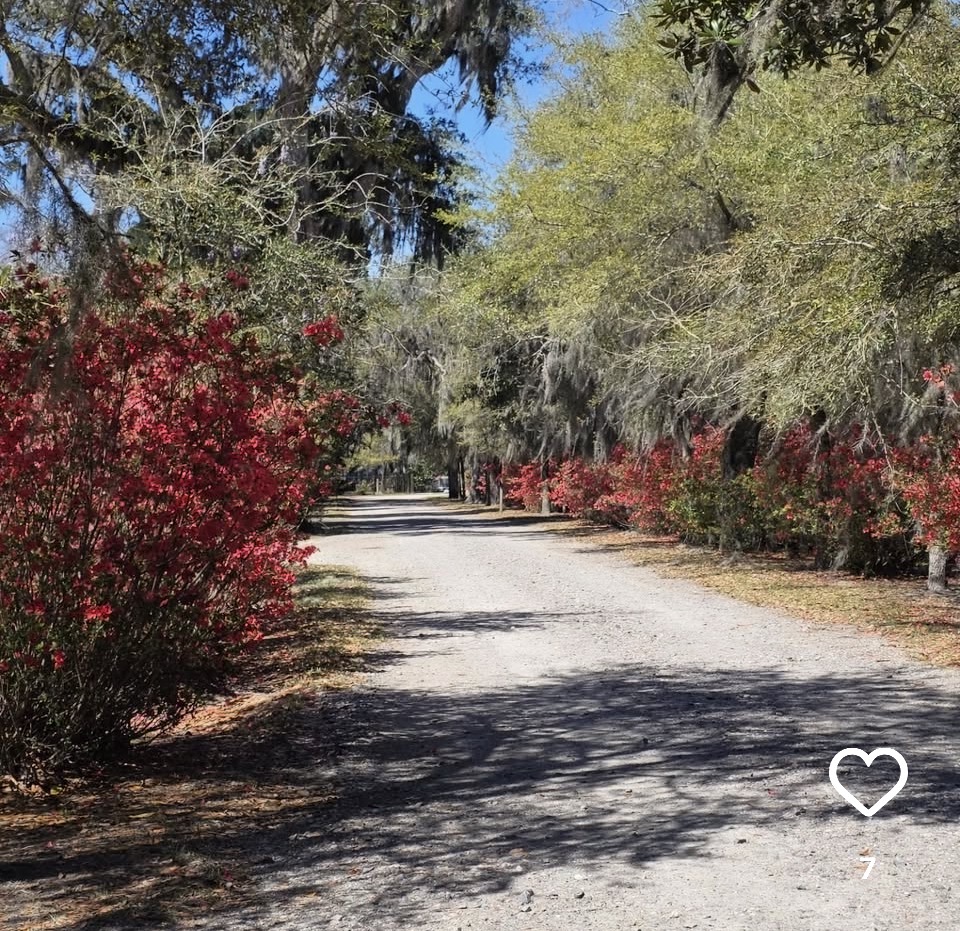 Bonaventure Cemetery azalea path
